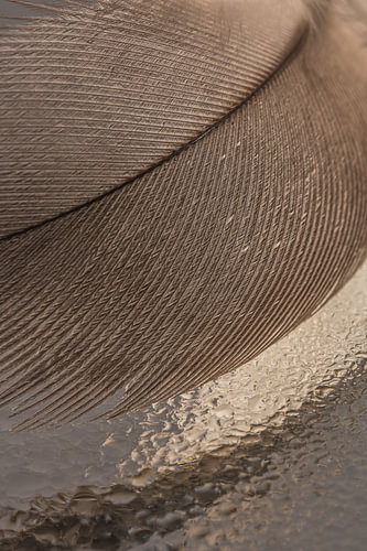 Natuurlijke lijnstructuren - Patroon van een veer met abstracte reflectie