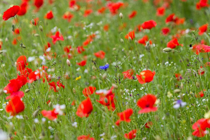 lente op zijn mooist by ton vogels