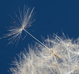 paardenbloem. von Hetty Mellink