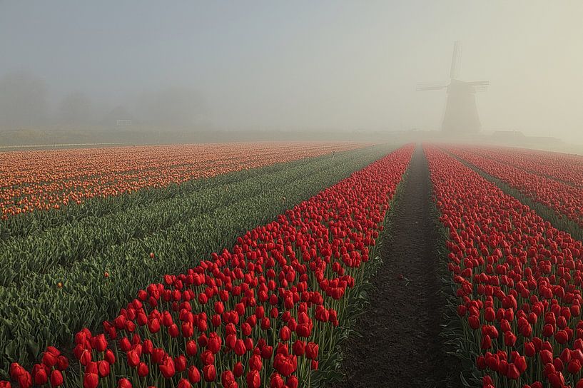 obdammer in the fog by peterheinspictures