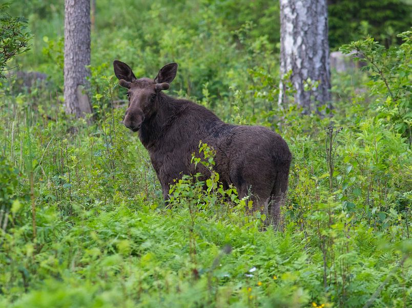 Moose by Leon Versaevel