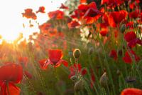 Mohnblumen in der untergehenden Sonne