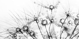 Abstract zwart - wit panorama van lijnen uit de natuur