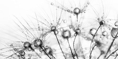 Abstract zwart - wit panorama van lijnen uit de natuur