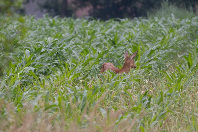 roe deer by Maaike Krimpenfort