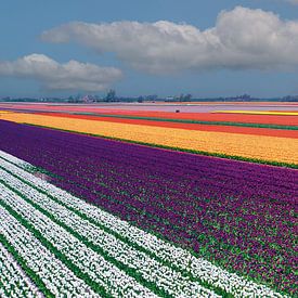 De bollen (en hou ze warm) van Roelof van der Schaaf