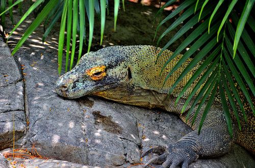 Komodovaraan