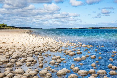 Les stromatolithes à la lumière du lac Clifton