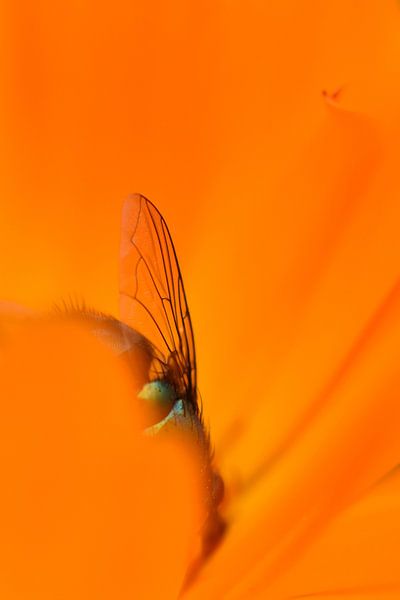 Mug vleugel oranje van Sascha van Dam