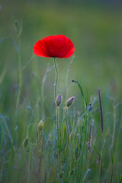 Poppy by Hans Monasso