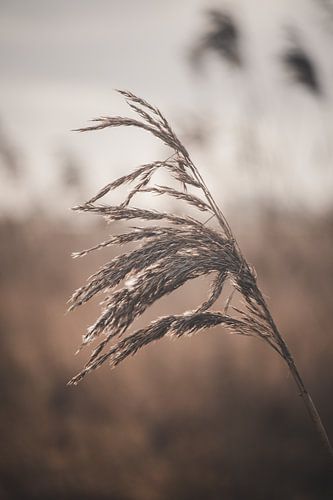 High grass in the Groene Jonker