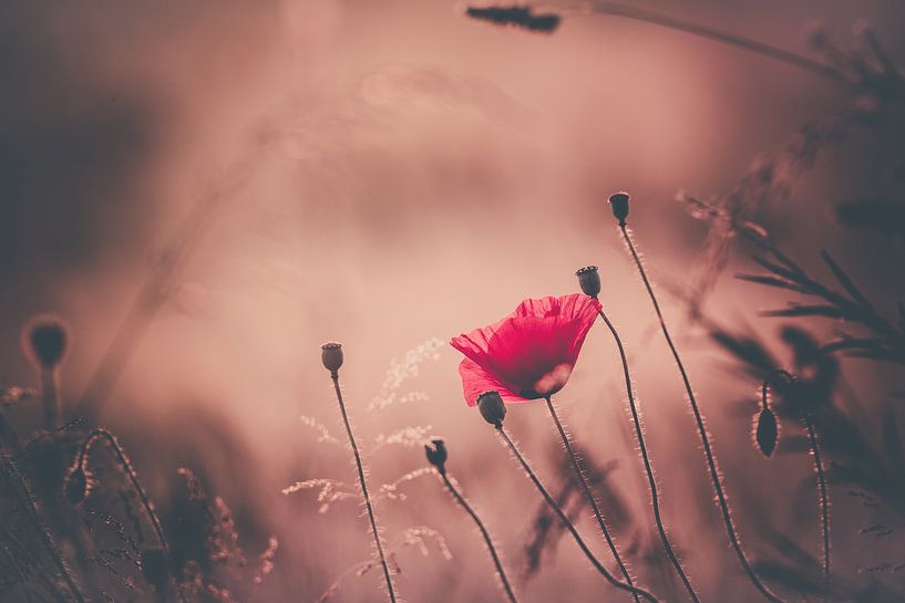 Mohnblume von Jaco Verheul