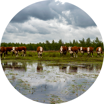 Koeien in Nederlands Landschap Fochteloërveen van Mark de Weger