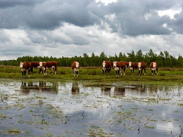 Kühe in der niederländischen Landschaft Fochteloërveen