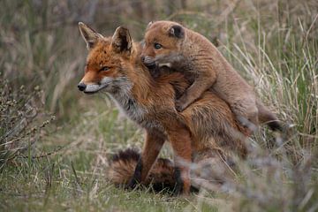 Foxes by Steffie van der Putten