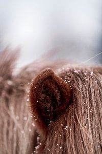 Flocons de neige sur le pelage Détail intime d'un cheval en hiver