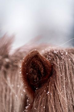 Sneeuwvlokken op Vacht Intiem Detail van een Paard in de Winter van Femke Ketelaar