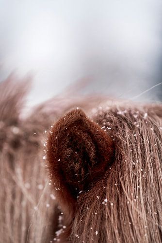 Paard Sneeuwvlokken op Vacht Intiem Detail van een in de Winter