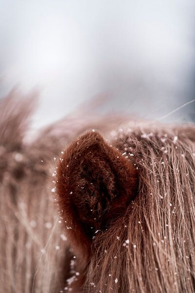 Snowflakes on Coat Intimate Detail of a Horse in Winter by Femke Ketelaar