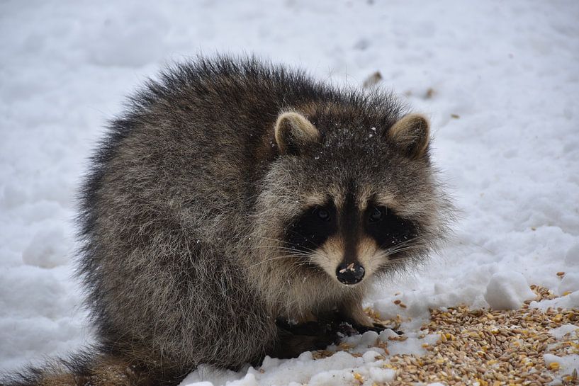 A young raccoon in spring by Claude Laprise