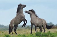 Konikpaarden