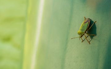 Groene kever met zonlicht van Stijn Cleynhens