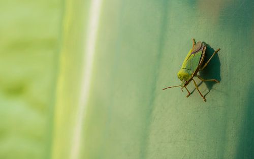 Coccinelle verte avec lumière du soleil