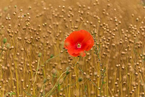 Flachs mit rotem Mohn