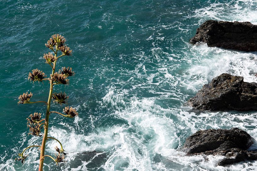 Flower with a view by Bianca ter Riet