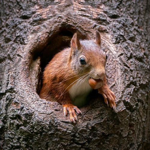 Ecureuil avec une noisette dans un tronc d'arbre creux.