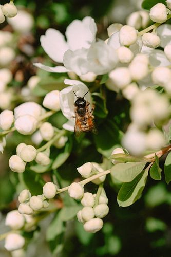 Insect