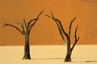Death Vlei