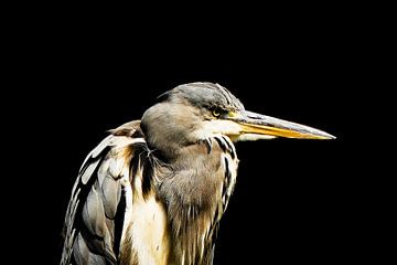 Heron  by ZEVNOV .