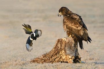 Braggart by Harry Eggens