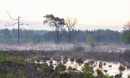 Forêt de Strubben-Kniphorst - Drentsche Aa (Pays-Bas) sur Marcel Kerdijk