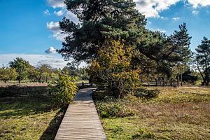 Les dunes de Schwanheim près de Francfort