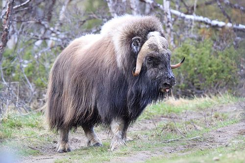 Muskusos Dovrefjell, Noorwegen