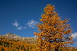 Golden larches and landscape in Arolla Valais by Martin Steiner