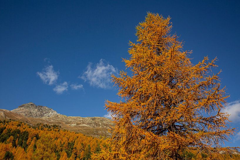 Gouden lariksen en landschap in Arolla Wallis van Martin Steiner