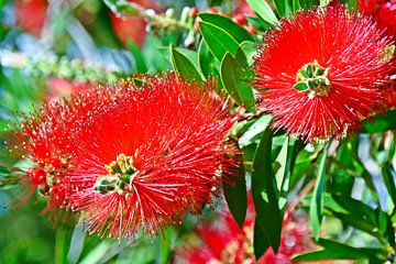 rode flessenborstelbloemen in mijn tuin