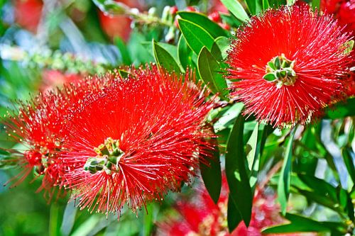 Fleurs rouges en forme de brosse à bouteille dans mon jardin