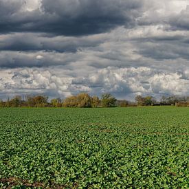 Agriculture on the Lower Rhine,NRW,Germany by Peter Eckert