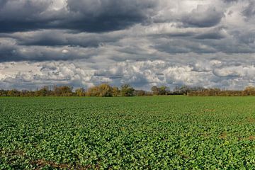 Landbouw aan de Nederrijn,NRW,Duitsland