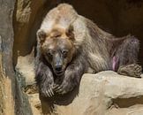 Brown Bear : Animal Park Amersfoort by Loek Lobel thumbnail
