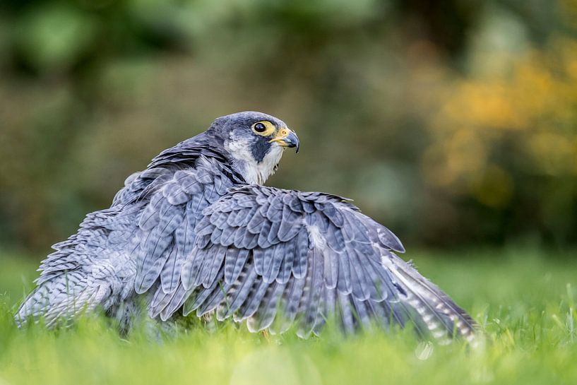 Mantling peregrine falcon by YDH