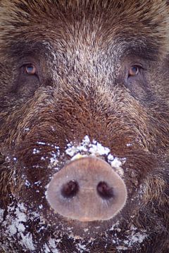 Porträt eines Wildschweins von Sam Mannaerts