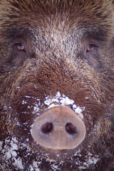 Porträt eines Wildschweins von Sam Mannaerts