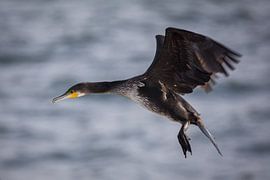 Kormoran fliegt über das Meer