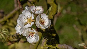 Appel Bloesem sur Bram van Broekhoven