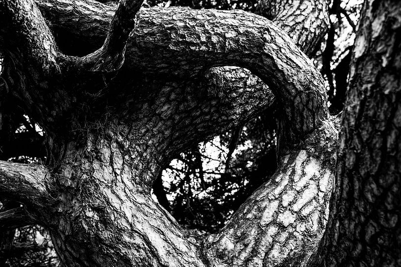 Growing pains 1 by Linda Hutten